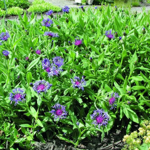 Bergkorenbloem